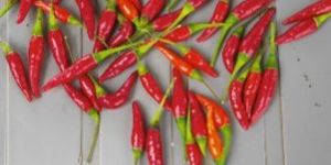 Bird Eye Chilli