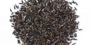 Niger Seeds