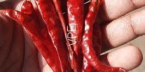 S17 Teja Chilli