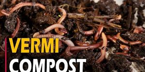 Vermicompost ( Javik Khad )