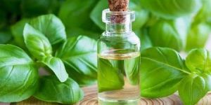 Basil Essential Oil