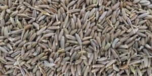 Cumin Seed
