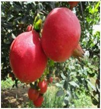 Fresh Pomegranate