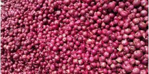 Fresh Red Onion