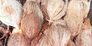 Semi Husked Coconuts