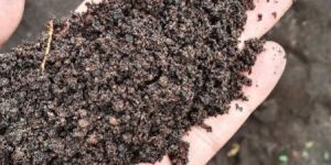 Vermicompost