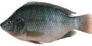 Fresh Tilapia Fish