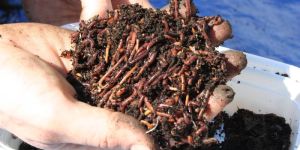 Vermicompost