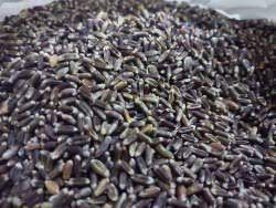 Black Wheat
