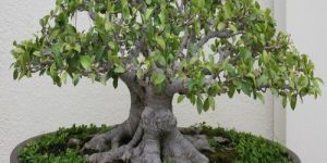 Ficus Bonsai