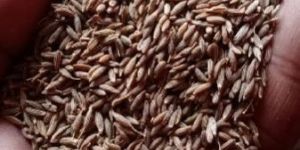 Best Quality Brown Cumin Seed