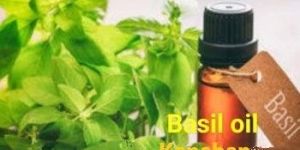Basil Oil