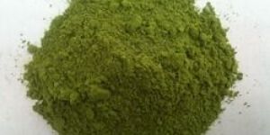 Dehydrated Moringa Leaves Powder