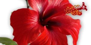Hibiscus Flower