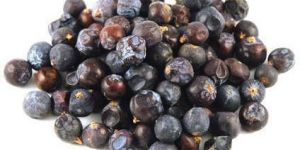 Juniper Berry