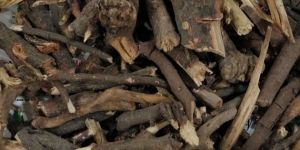 Chitrak (Plumbago Zeylanica)