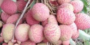 Fresh Litchi