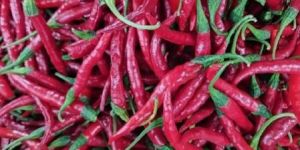 Fresh Red Chilli