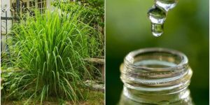 Citronella Oil