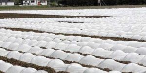 Non Woven Crop Cover