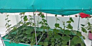 Terrace Garden Service