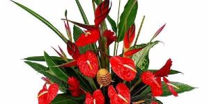 Fresh Anthurium Flower