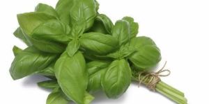 Fresh Basil Leaves