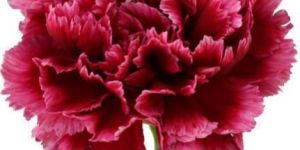 Fresh Carnation Flower