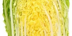 Fresh Celery Cabbage