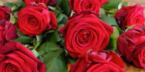 Fresh Red Rose Flower