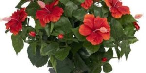 Hibiscus Plants