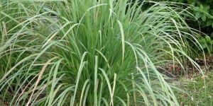 Lemon Grass