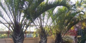 Triangle Palm Tree