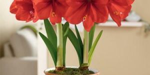 Amaryllis Flower
