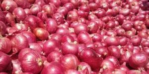 Onion