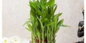 Glass Potpourri Bowl