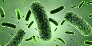 Lactobacillus Sporogenes