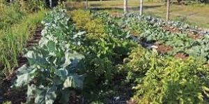 Water and Soil Probiotic