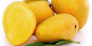 Kesar Mango