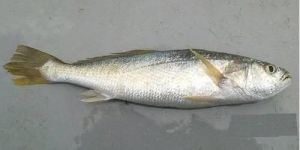 Silver Sillago Fish