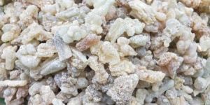 Boswellia Serrata