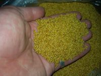 Berseem Clover Seed