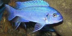 Cichlid