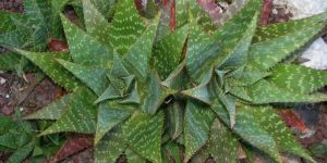 Aloe Maculata Plant