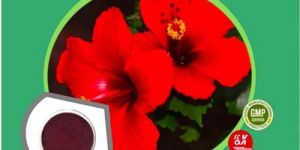 Extract Hibiscus Rosa Sinensis