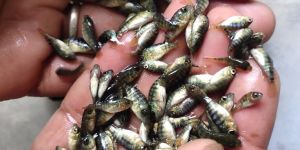 Monosex Tilapia Fish Seeds
