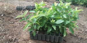 Taiwan Pink Guava Plant