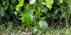 Lambu Plant
