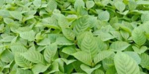 Kadam Plant