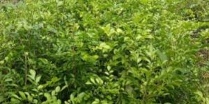 Kamini Plant